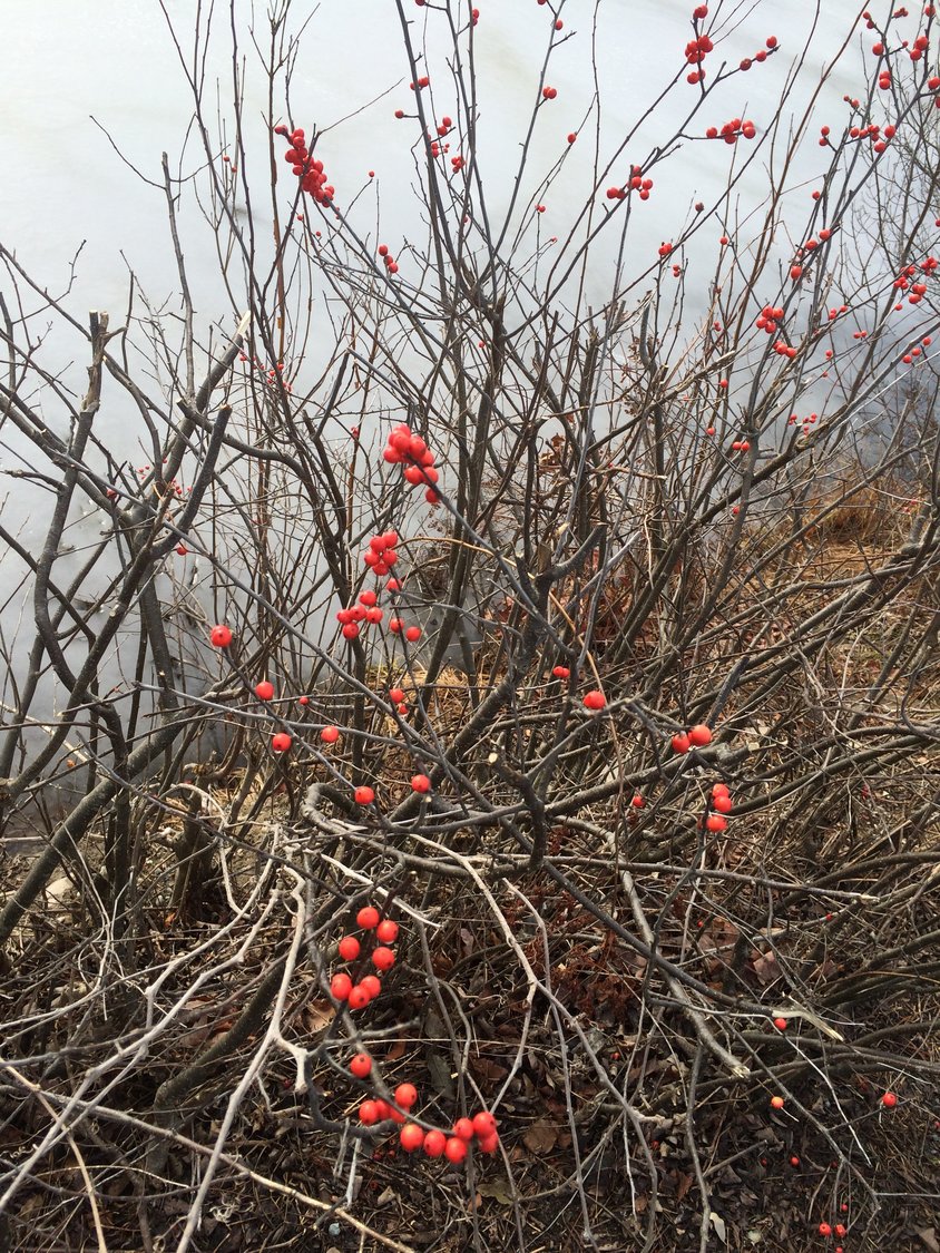 The natural world provides a portal to a deeper understanding of the self, as explored in my poem to the right, “Winterberry,” and this photo of the berries brightening the winter landscape.